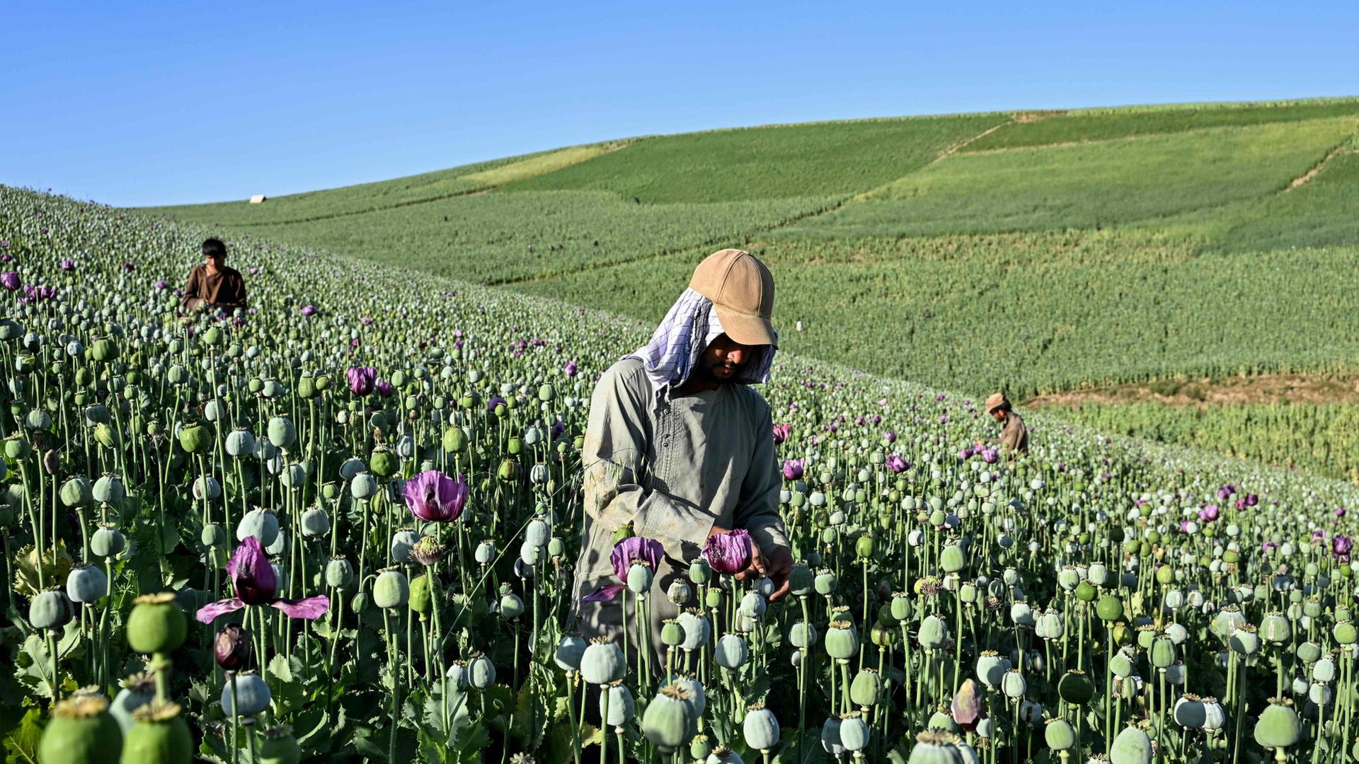 mohnblumen afghanistan 100